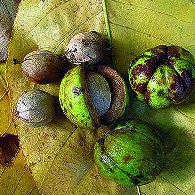Go nuts! Diversify your offerings with nut trees